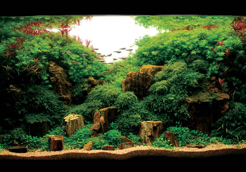 Amazing Aquariums