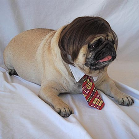 Dog wig