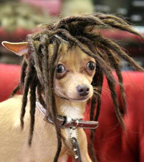 Animal Wig