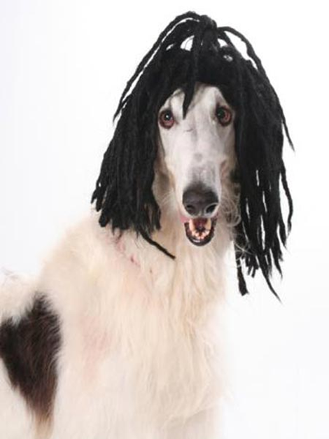 Pet Wig