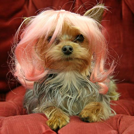 dog wig