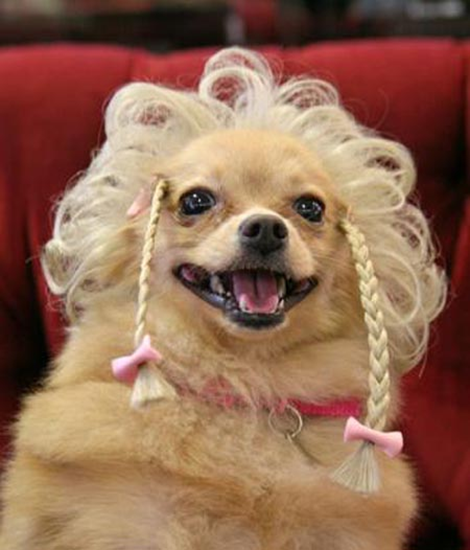 dog hair