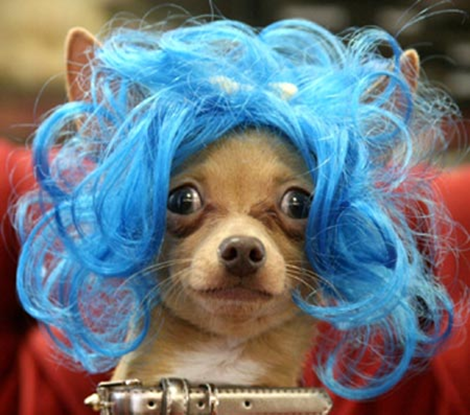 dog wig