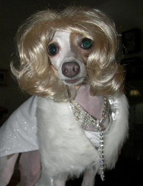 dog fake hair