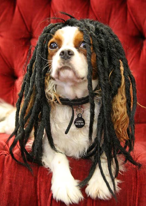 beagle wig