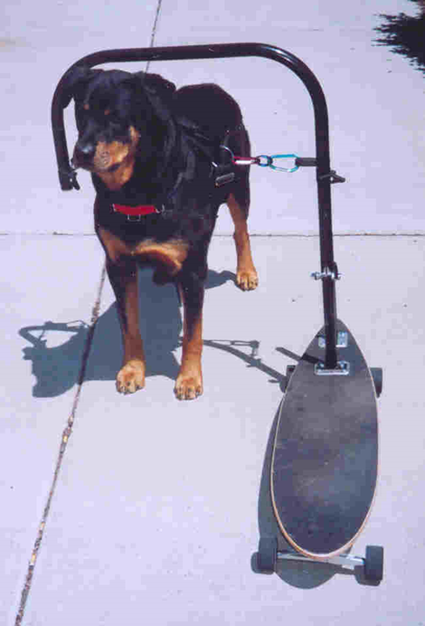 dog powered skateboard