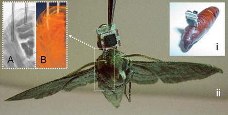 DARPA Moths