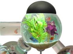 Silverfish aquarium