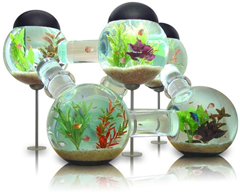 silverfish aquarium