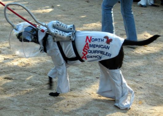 NASA Dog Costume