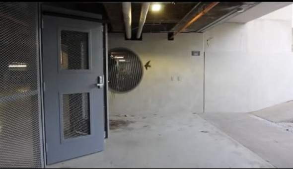 Birds Learn How To Open Motion Detection Doors