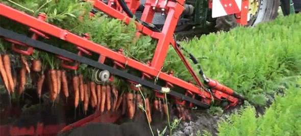Dewulf Carrot Picker Machine