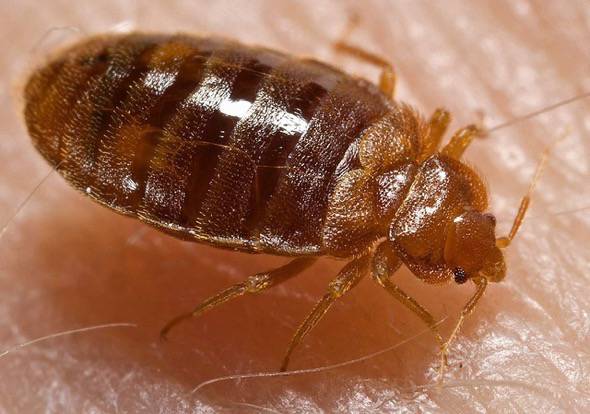 Hotels With The Worst Bed Bug Infestations