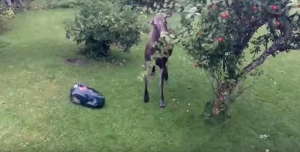 Robot Lawnmower Versus Moose