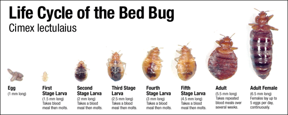 life+cycle+of+bed+bugs