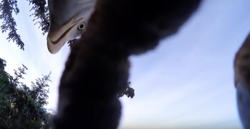 Bald Eagle Steals GoPro And Takes For Flight
