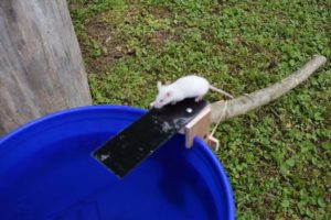 Walk the Plank Mouse Trap 2