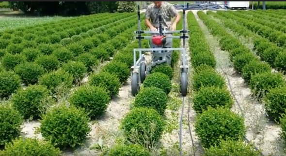 RAP 10 Spherical Shrub Trimmer