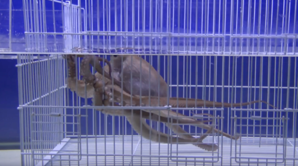 Octopus Escape Room
