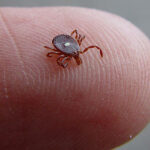 Lone Star Tick