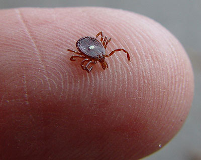 Lone Star Tick