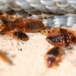Bed Bug Patrol Spray