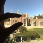 Polarizing Organic Photovoltaic Film
