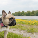 Tagg Pet Tracker